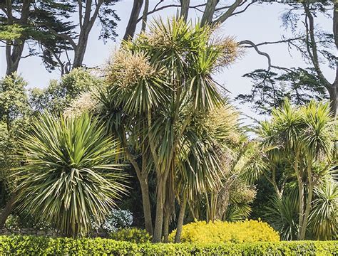 Cordyline australis dans un jardin méditerranéen