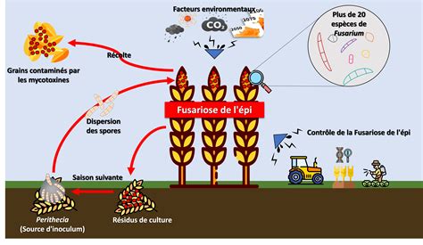 Infographie comparant les risques de fusariose en fonction des dates de semis et de récolte