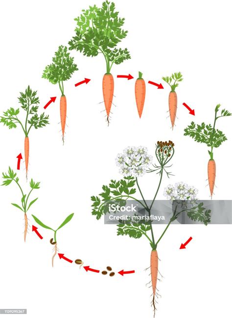 Schéma explicatif du cycle biologique de la carotte : de la racine charnue à la montée en graines