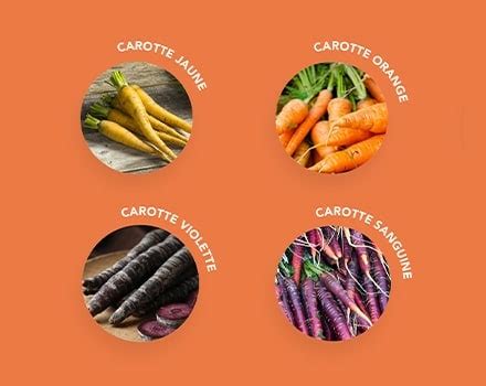 Infographie comparative des différentes formes et couleurs de carottes selon les variétés
