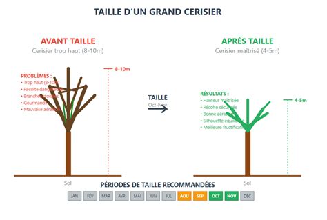 Infographie comparant les besoins en arrosage entre un cerisier en pleine terre et un bonsaï