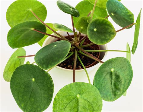 Gros plan sur les feuilles parfaitement rondes et géométriques d'un Pilea peperomioides