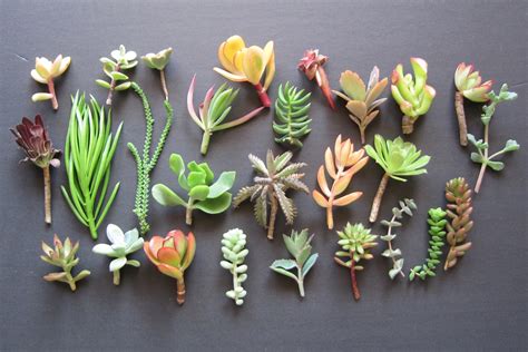 Composition artistique de différentes variétés de succulentes dans des pots en céramique design