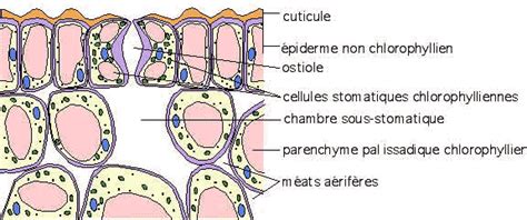 Infographie détaillant les mécanismes de survie : stomates, cuticules cireuses et racines superficielles