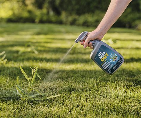 Photo montrant l'application d'une solution naturelle sur des mauvaises herbes