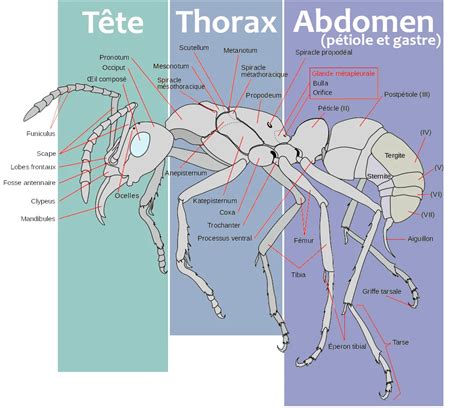 Schéma de l'action de la saponine sur une cuticule d'insecte