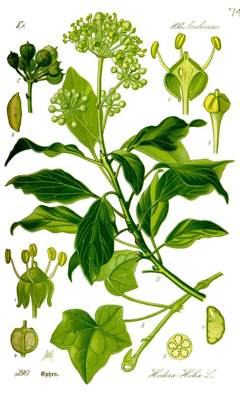 Illustration de la plante Hedera helix