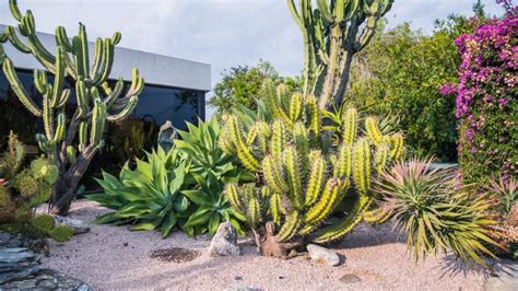 Exemple de jardin sec avec graviers et plantes méditerranéennes