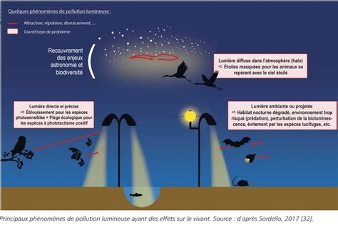 Schéma illustrant la pollution lumineuse et ses effets sur la biodiversité nocturne dans un jardin