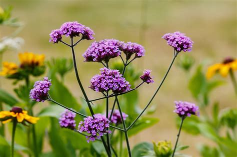 Schéma d'association végétale : Hémérocalle, Verveine de Buenos Aires et Géranium vivace