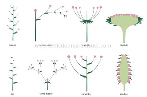 Illustration détaillée de la structure florale en cyme bipare de l'Euphorbia milii
