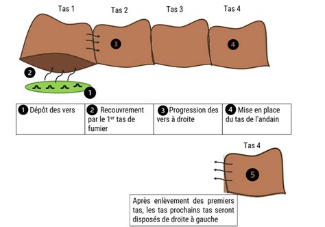 Schéma de la migration verticale des vers dans un tas de fumier