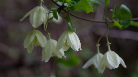 Image illustrant une Clematis cirrhosa en pleine floraison hivernale avec ses clochettes cireuses