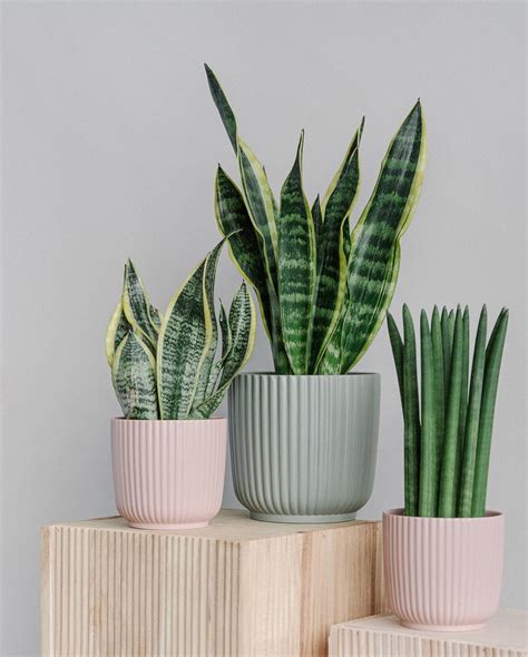 Gros plan sur les feuilles verticales et striées de la Sanseveria