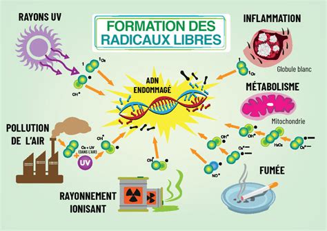 schéma illustrant l'action antioxydante de la vitamine E sur les radicaux libres