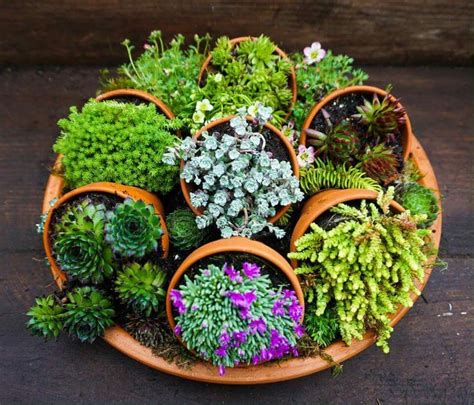 Composition artistique de succulentes dans des contenants variés