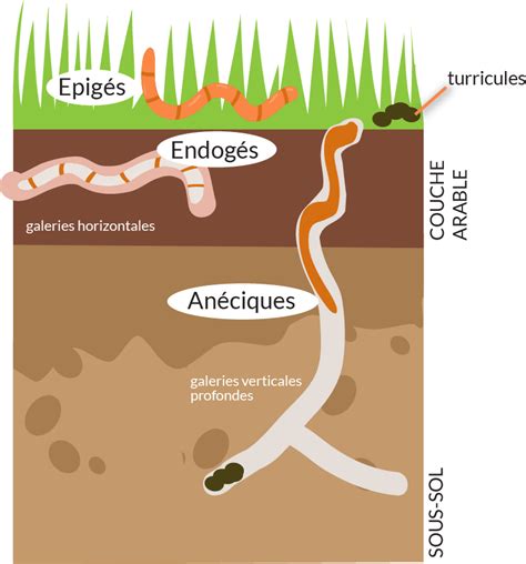 Infographie comparant la morphologie des insectes épigés, hypogés et endogés