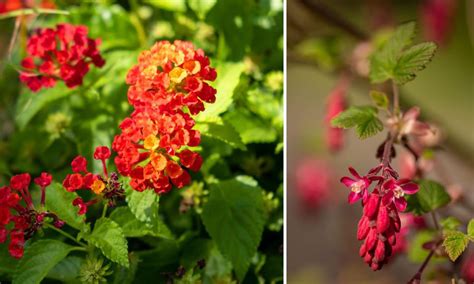 jardin fleuri avec arbustes parfumés