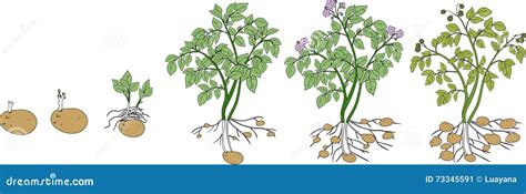 Schéma illustrant le cycle de croissance de la pomme de terre et les pics de besoin en azote