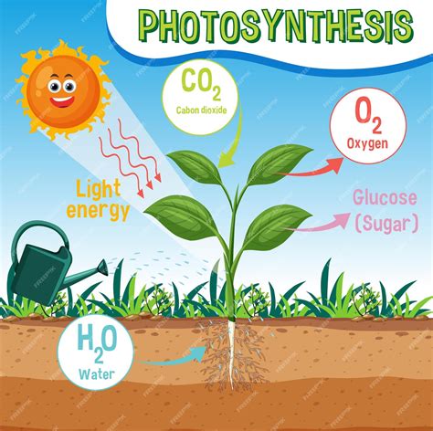 schéma de photosynthèse
