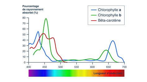 graphique de l'absorption spectrale de la chlorophylle
