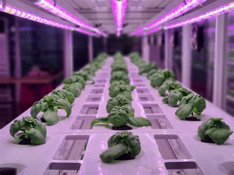 lampes LED horticoles au-dessus de boutures