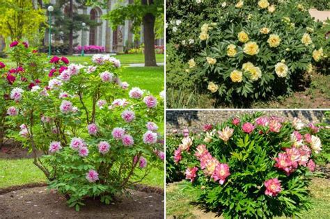 Illustration des trois types de pivoines : herbacée, arbustive et Itoh