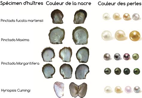 Infographie comparant les taux de drop des perles noires sur différentes créatures corrompues