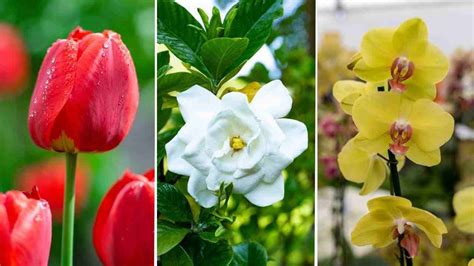 Schéma illustrant les différences entre fleurs rondes et panicules