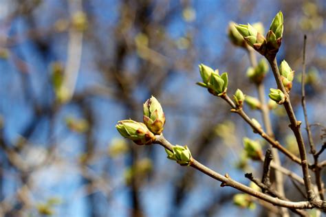 Illustration montrant la coupe au-dessus d'une paire de bourgeons