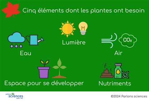 Schéma illustrant les besoins en eau des plantes selon la saison et le type de feuillage
