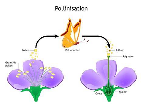 Schéma explicatif du sycone et de la pollinisation du figuier