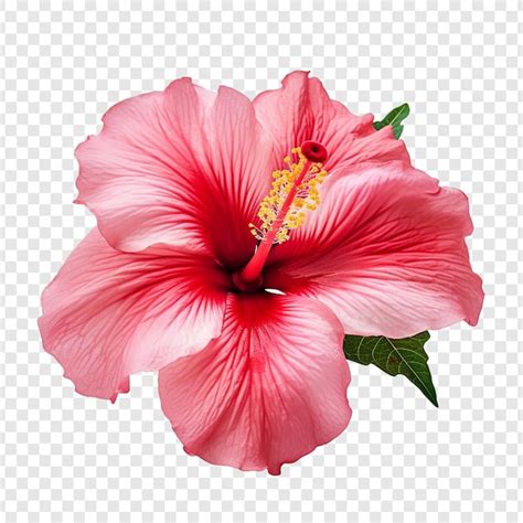 Vue aérienne spectaculaire de l'hôtel Lexis Hibiscus, illustrant sa forme caractéristique de fleur d'hibiscus s'étendant sur l'eau