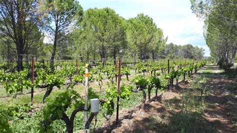 Arbres agroforestiers et cultures agricoles