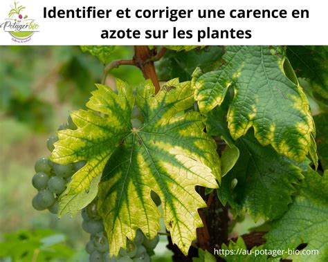 Plante avec des signes de carence en azote
