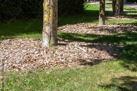 Paillage de BRF autour d'un arbre