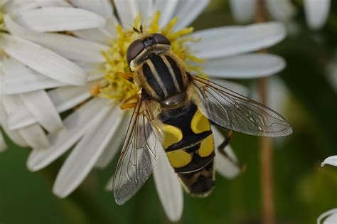 Illustration montrant l'efficacité des syrphes sur les fleurs d'oignon