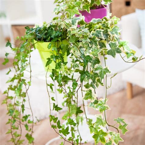 Le lierre comme élément décoratif en intérieur avec ses lianes retombantes