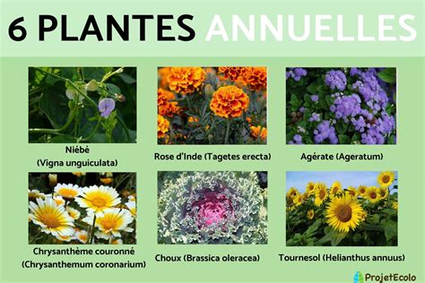 Exemple de bordure en noisetier fleurie avec des plantes grimpantes annuelles