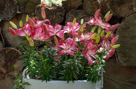 Image d'un lys en pot sur une terrasse ensoleillée