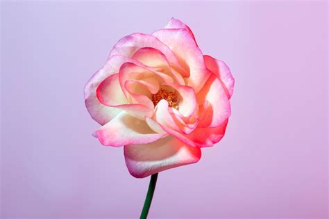 Gros plan sur une fleur épanouie de rosier Larissa montrant ses pétales rose tendre et son cœur nuancé