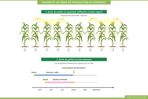 Schéma illustrant le processus d'hybridation avec rangs mâles et femelles