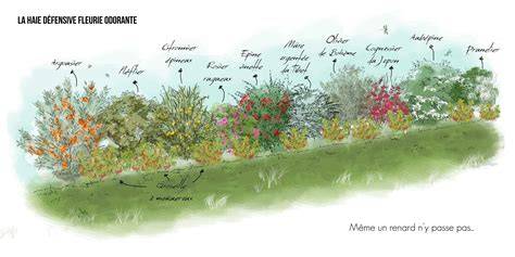 Schéma illustrant une haie champêtre composée de noisetiers, cornouillers et aubépines, favorisant un équilibre entre production fruitière et biodiversité