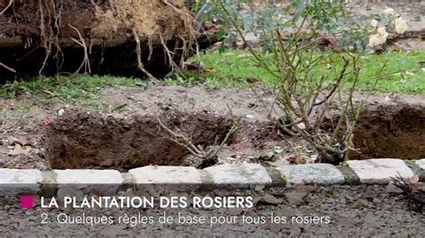 Diagramme montrant la profondeur de plantation idéale pour un rosier à racines nues
