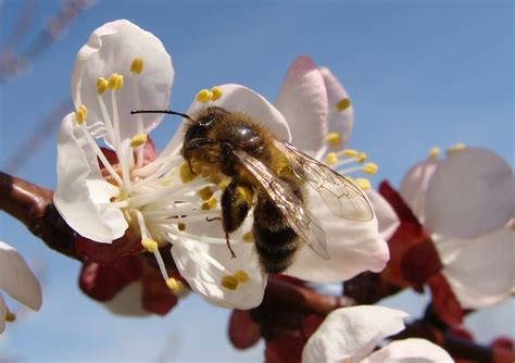 Abeille butinant une fleur d'abricotier