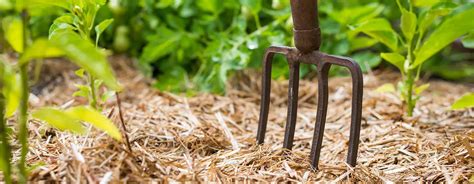 Illustration d'un potager paillé avec diverses matières organiques comme de la paille, des feuilles mortes et des copeaux de bois