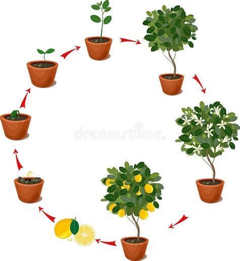 schéma illustrant le cycle de vie du citronnier et ses besoins en lumière