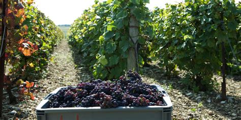 Vignobles du Frontonnais lors de la période des vendanges