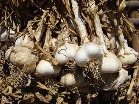 Champs d'ail blanc de Lomagne en cours de séchage traditionnel