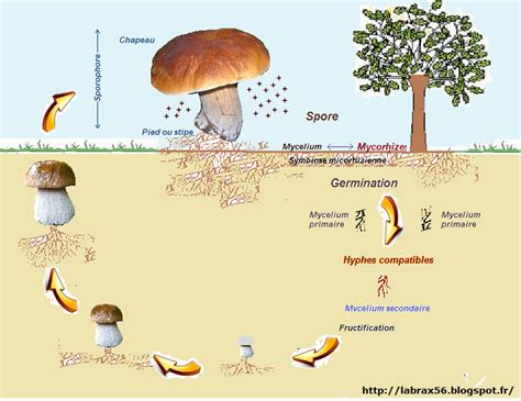Schéma illustrant le cycle de vie du champignon, du mycélium à la fructification